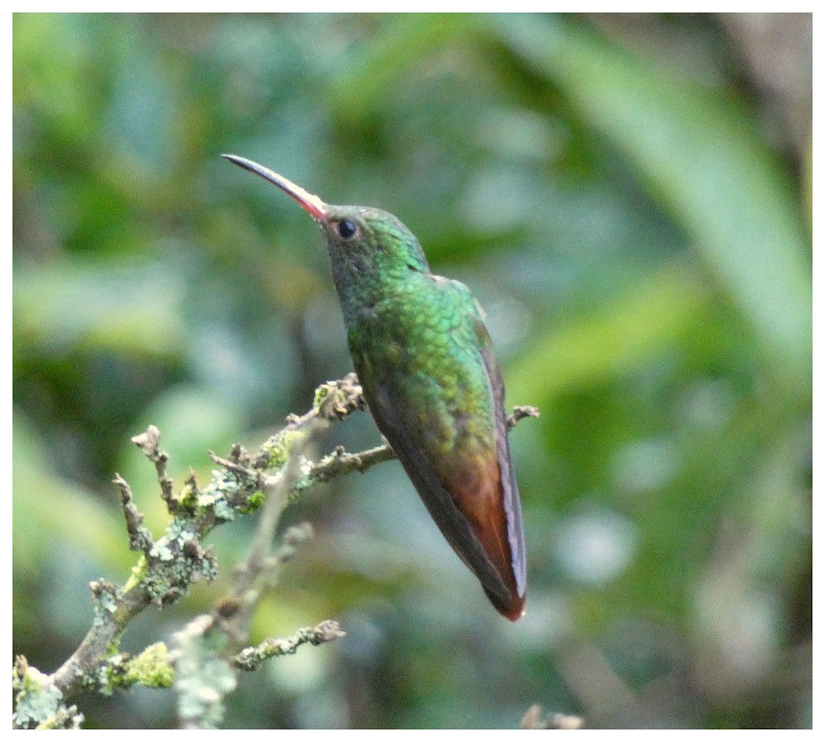 Rufous-tailed Hummingbird - Carlos Villaverde Castilla