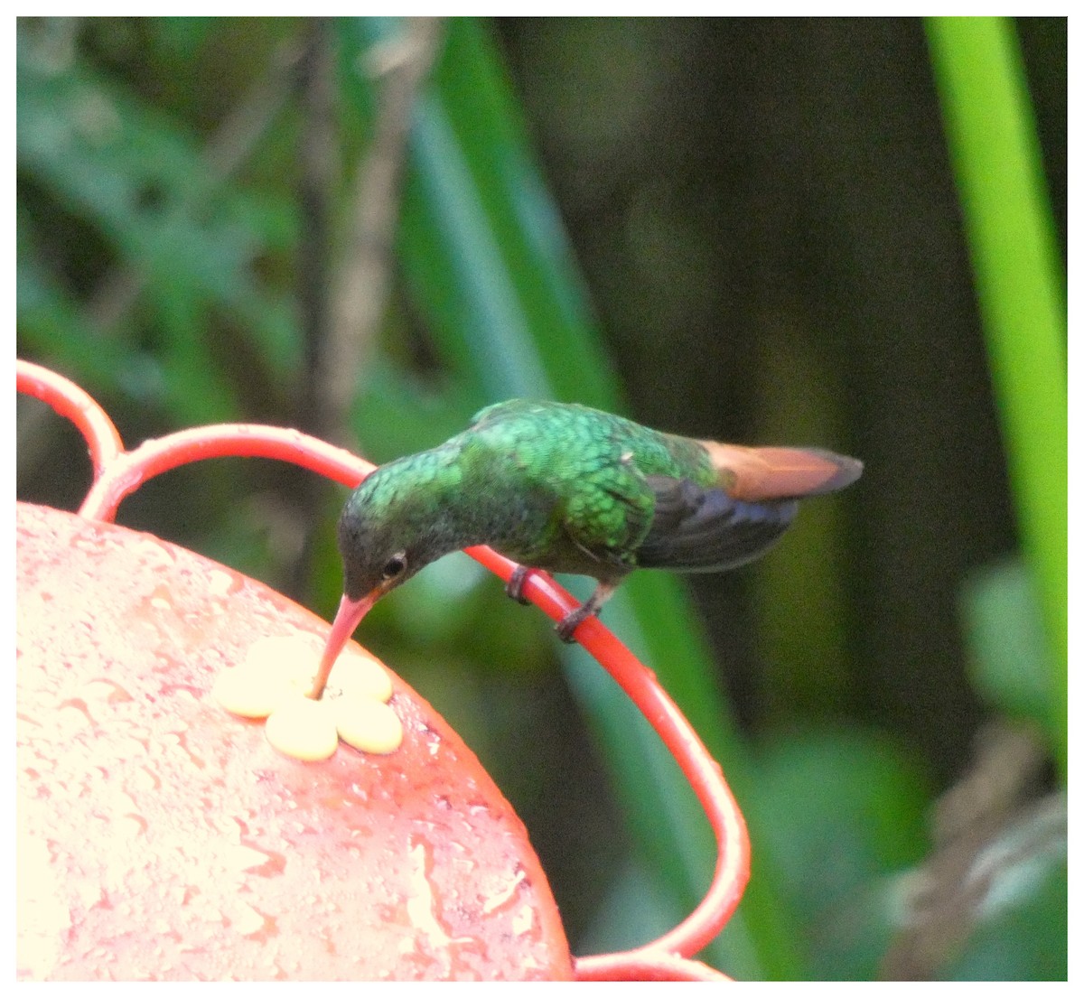 Rufous-tailed Hummingbird - ML95203691