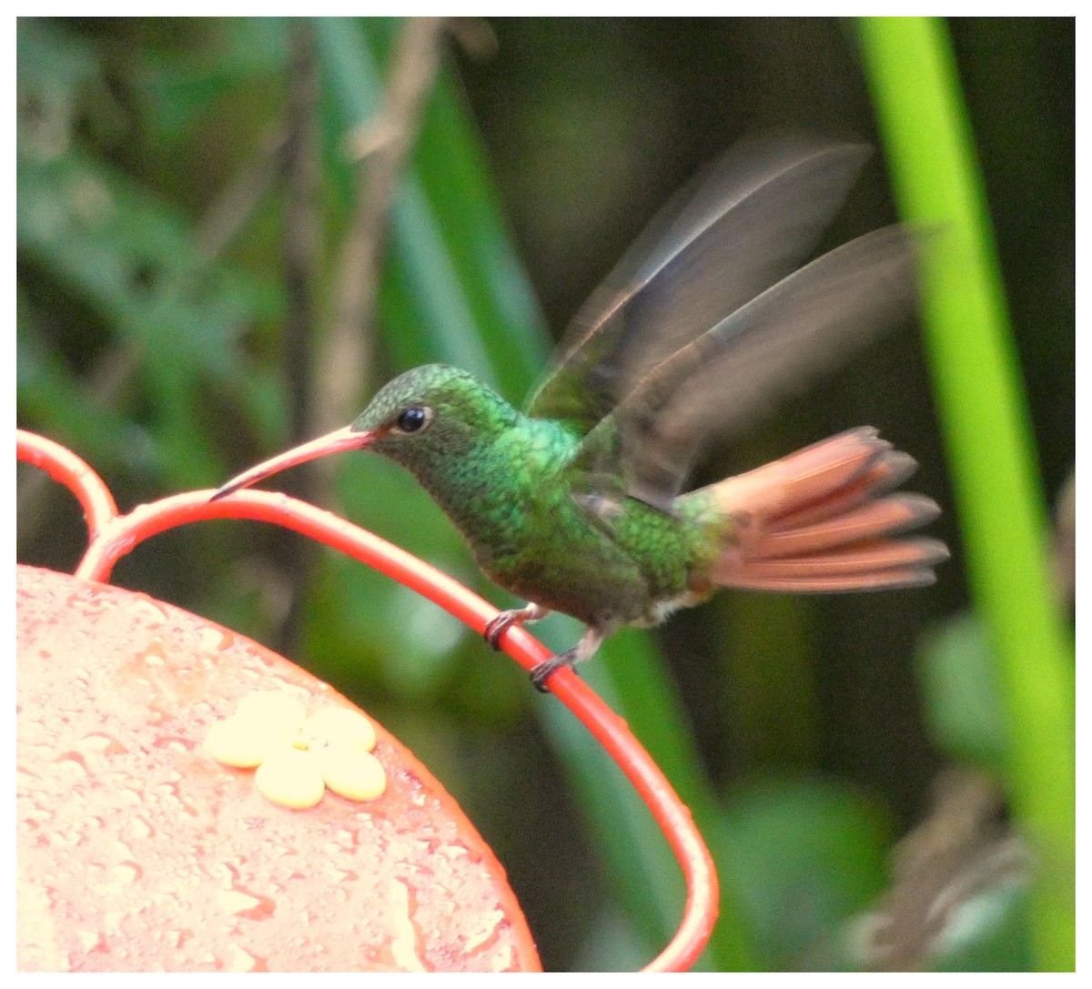 Rufous-tailed Hummingbird - ML95203701
