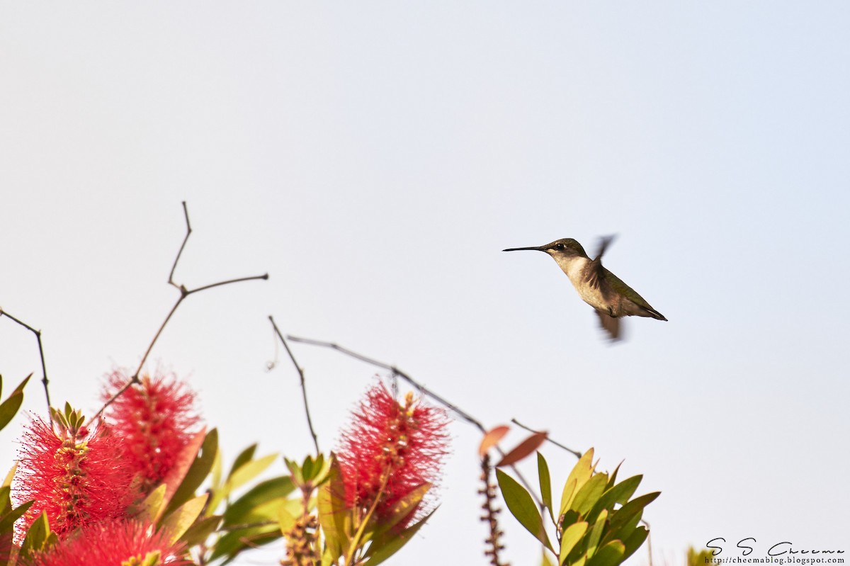 Ruby-throated Hummingbird - S S Cheema