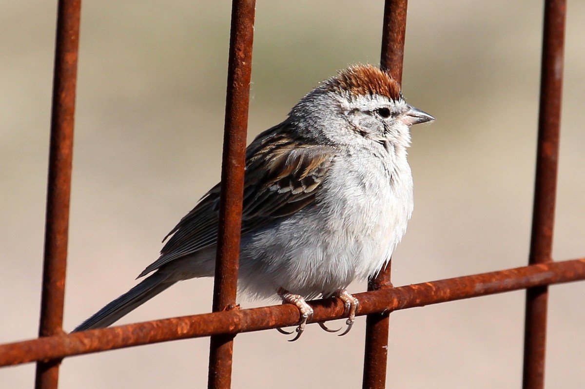 Chipping Sparrow - sam hough