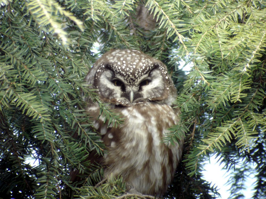 Boreal Owl - ML95211701