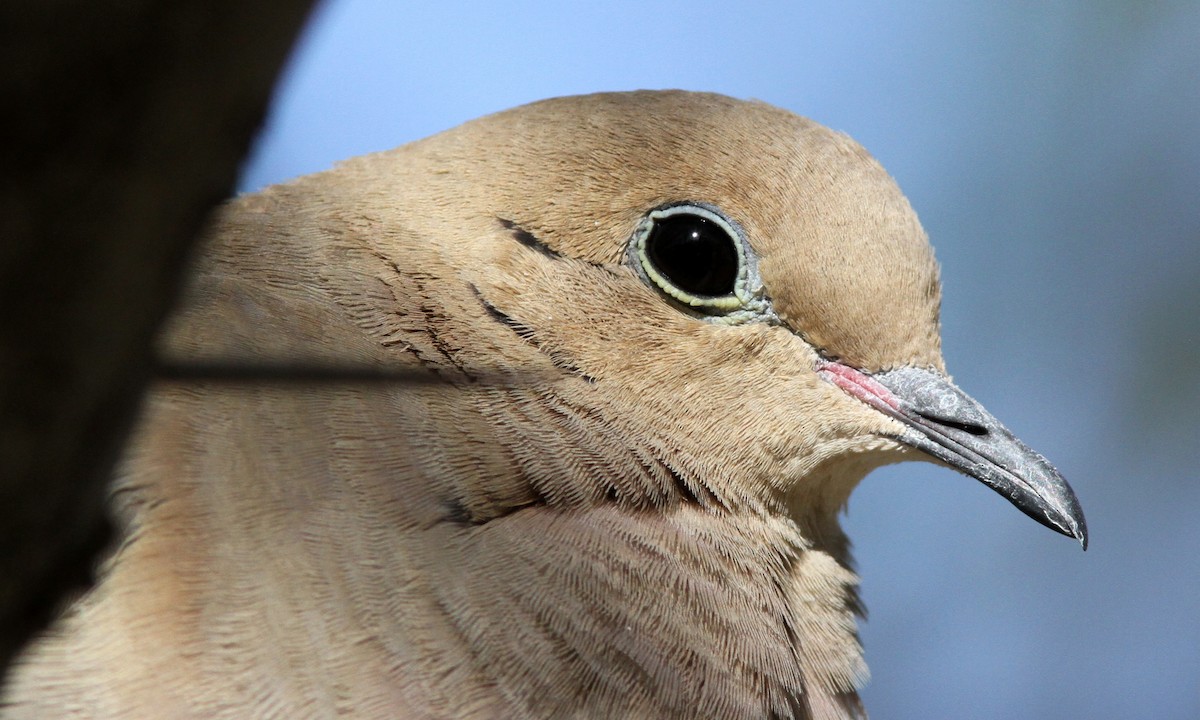 Mourning Dove - Sean Fitzgerald