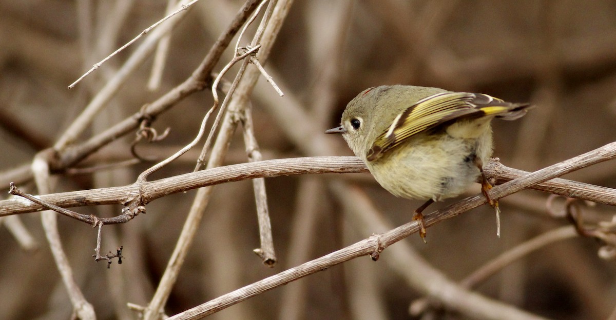 Ruby-crowned Kinglet - Krista Sessions