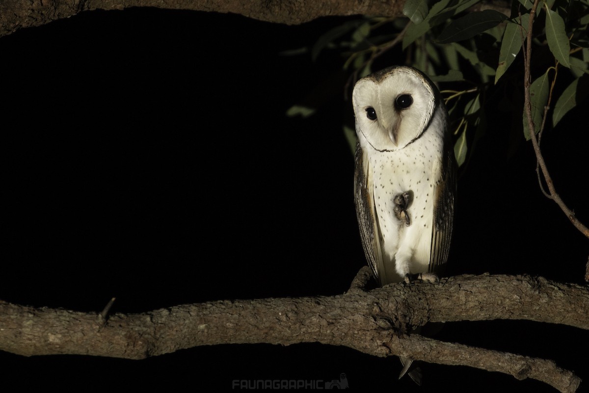 Barn Owl - Matt Wright | Faunagraphic Wildlife Tours