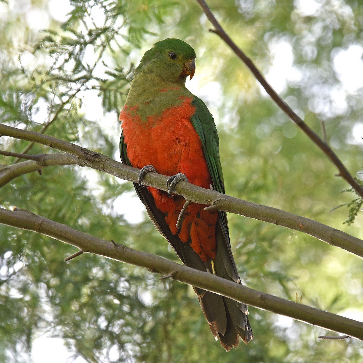 Australian King-Parrot - Dan Forster