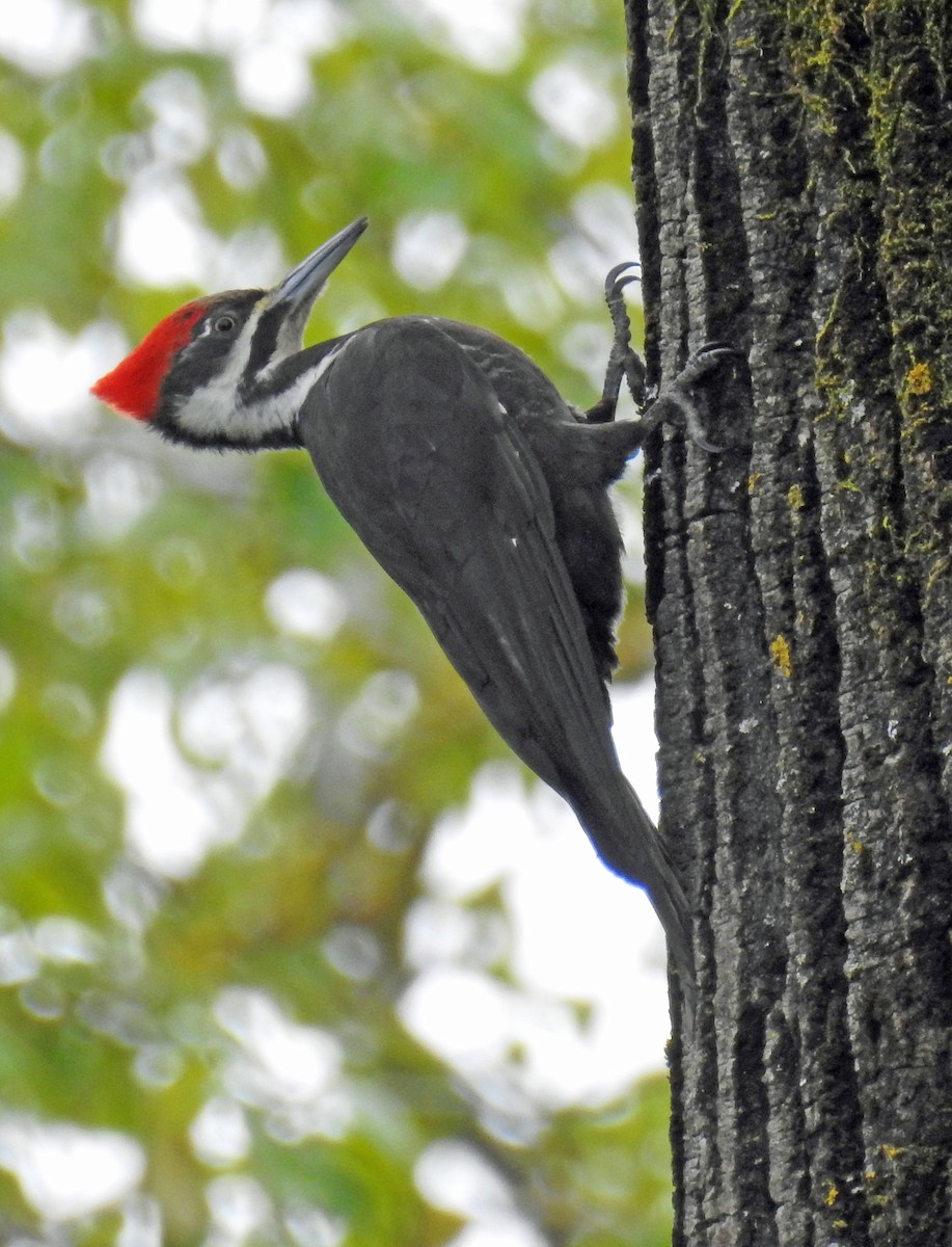 Pileated Woodpecker - julian hwa