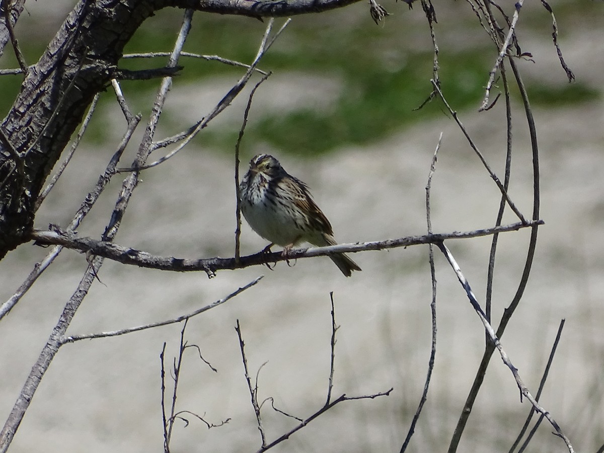 Savannah Sparrow - ML95226641