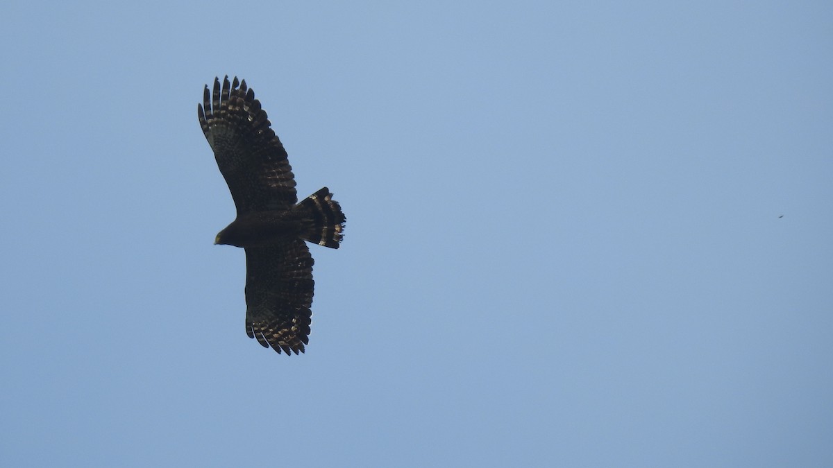 Crested Serpent-Eagle - ML95230681