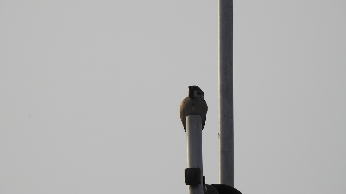 Eurasian Tree Sparrow - ML95231591