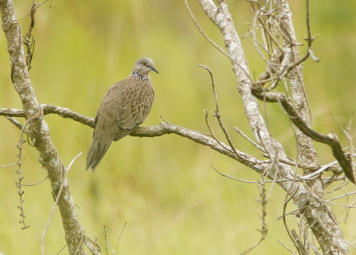 Spotted Dove - ML95236211