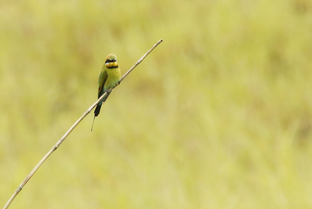 Rainbow Bee-eater - David Beadle