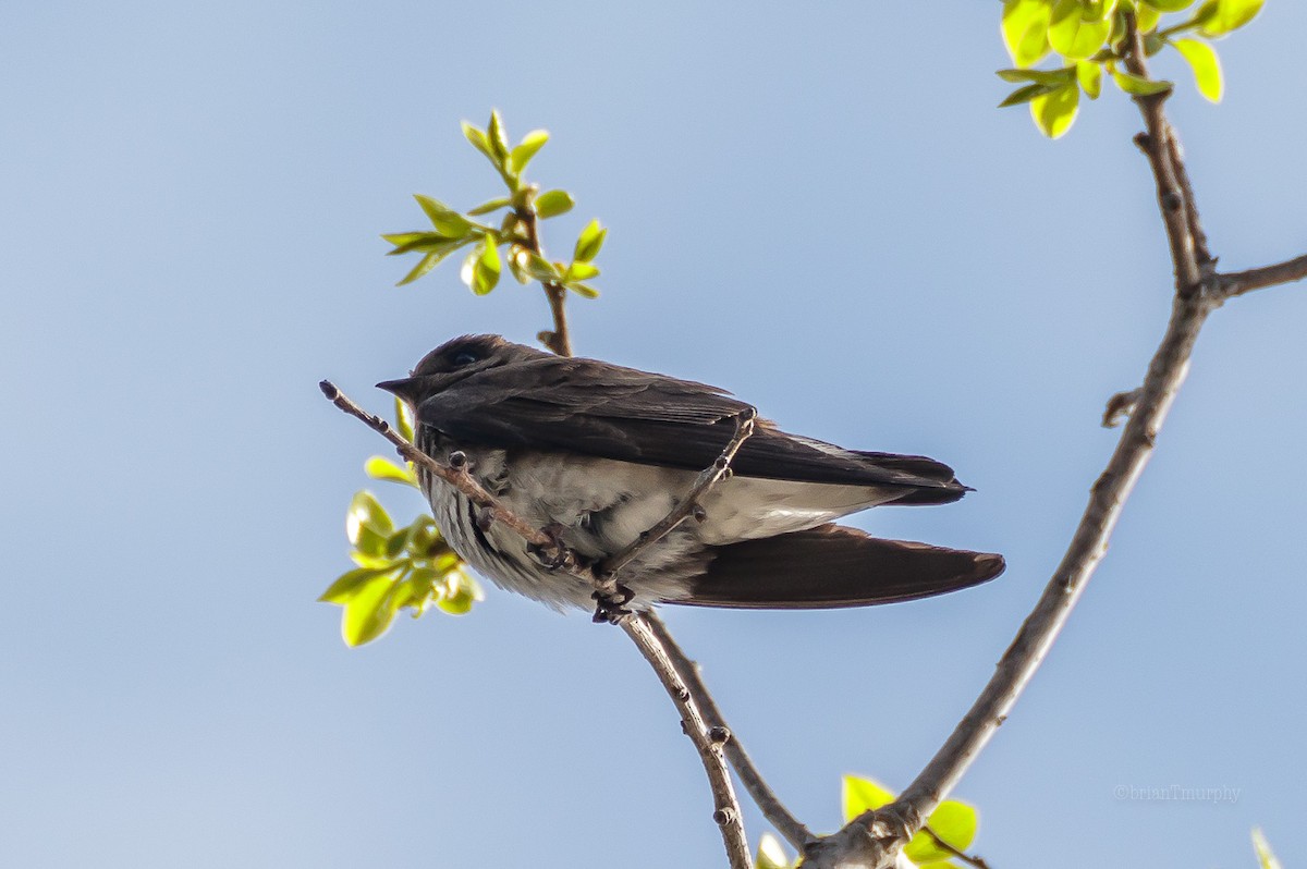 Northern Rough-winged Swallow - ML95237551