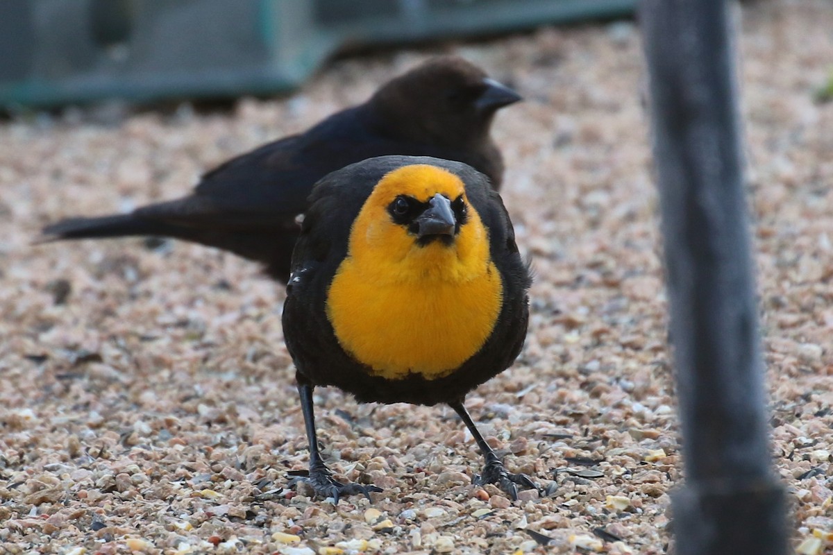 Yellow-headed Blackbird - Dan Jones