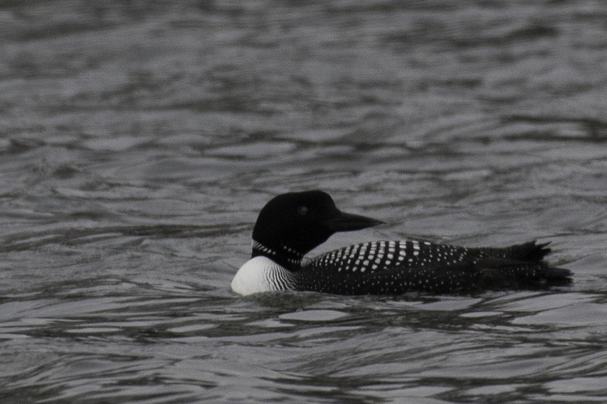 Common Loon - Marc Brawer
