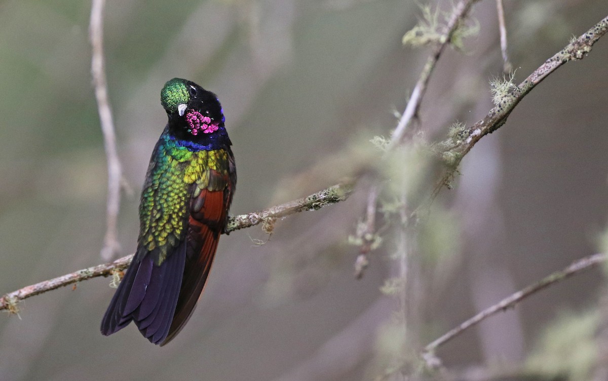 Garnet-throated Hummingbird - Luke Seitz