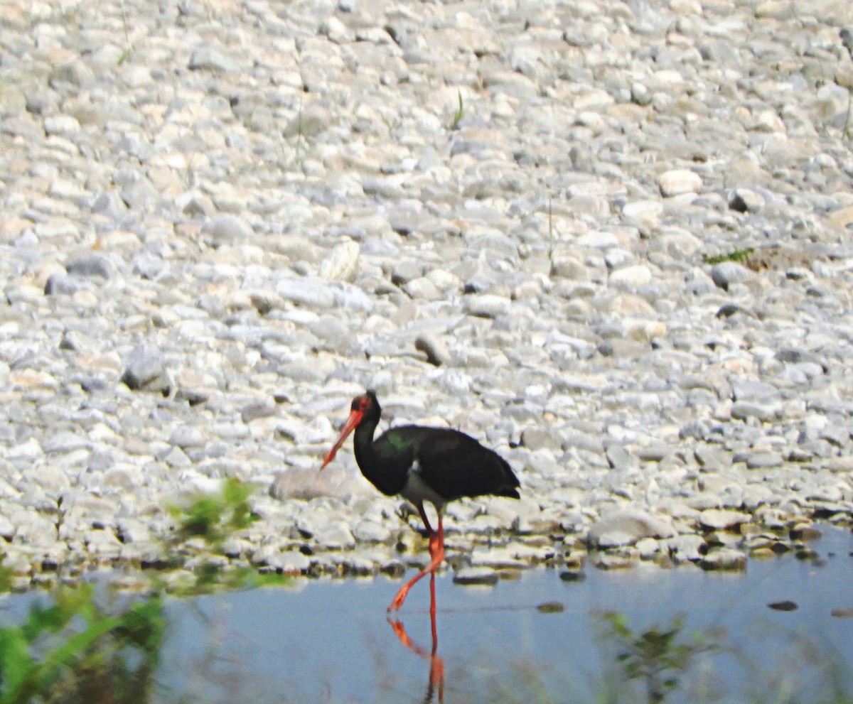 Black Stork - ML95239061