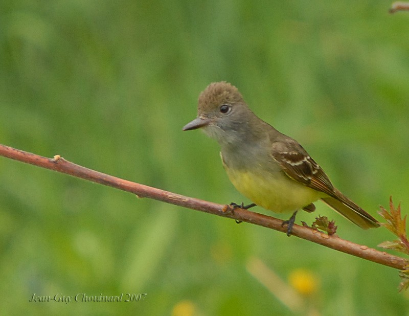 Great Crested Flycatcher - Jean Guy Chouinard