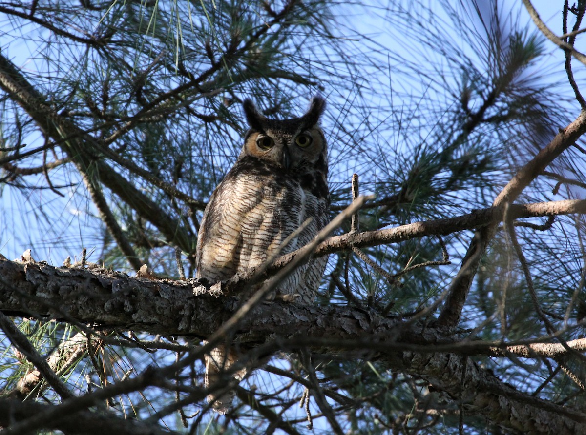 Great Horned Owl - Eric Soehren