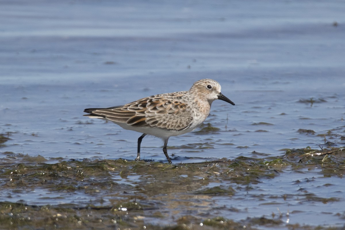 Red-necked Stint - John Cantwell