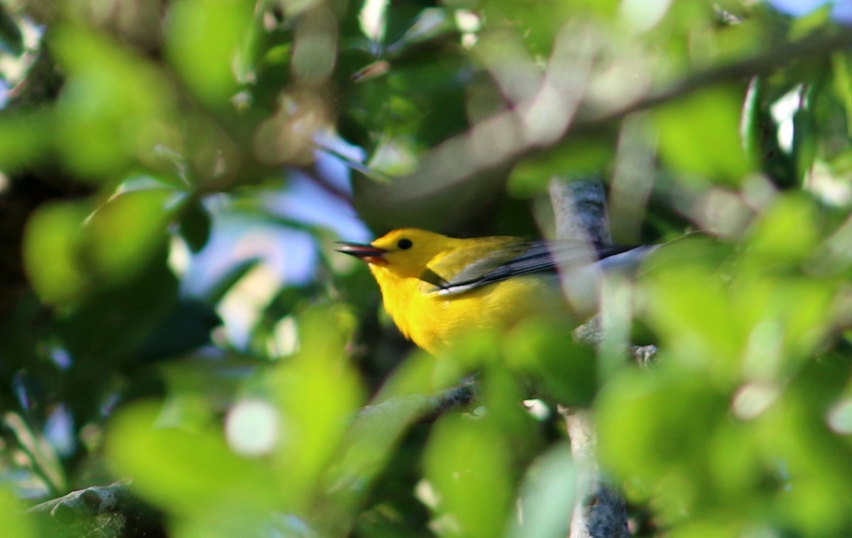 Prothonotary Warbler - mitchell HARRIS