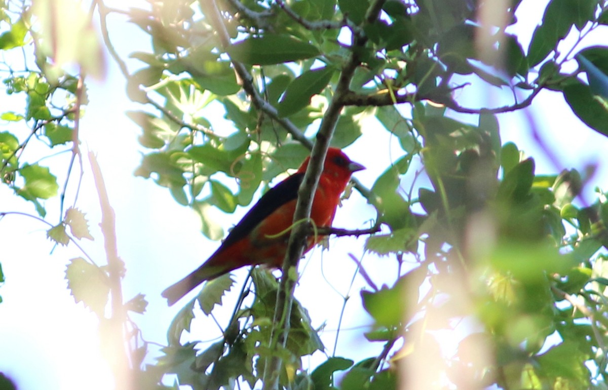 Scarlet Tanager - ML95244511