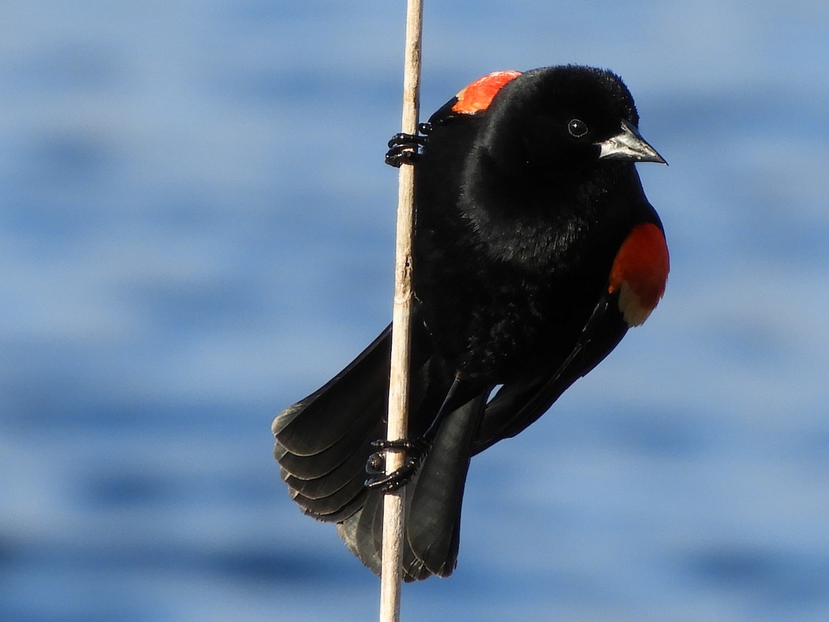 Red-winged Blackbird - Bill Lee