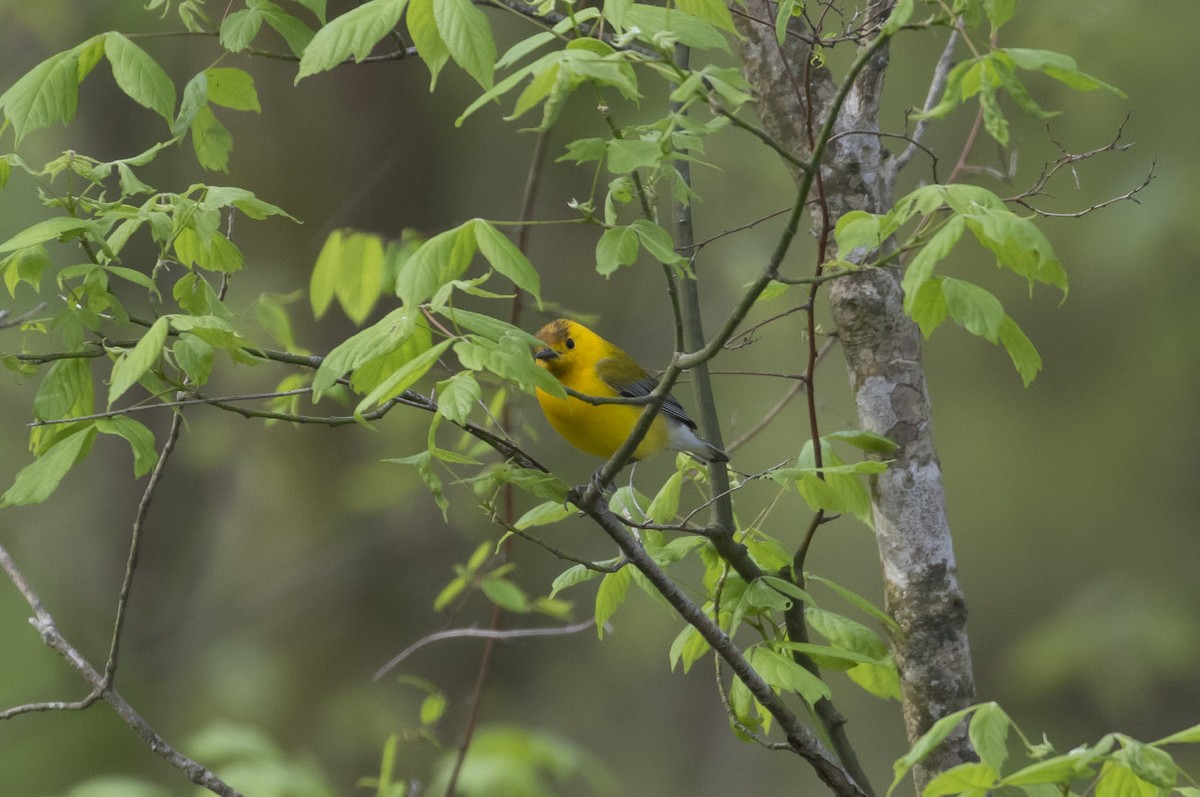 Prothonotary Warbler - Michael Todd