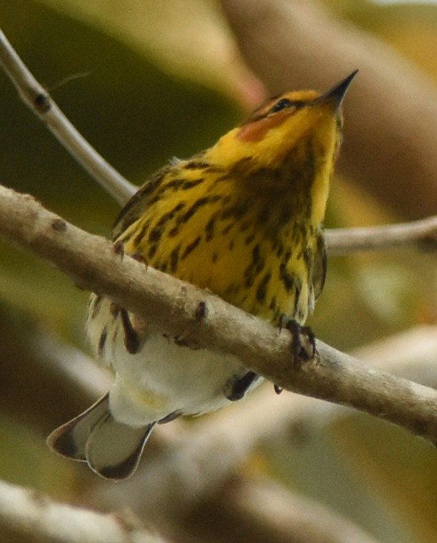 Cape May Warbler - ML95249261