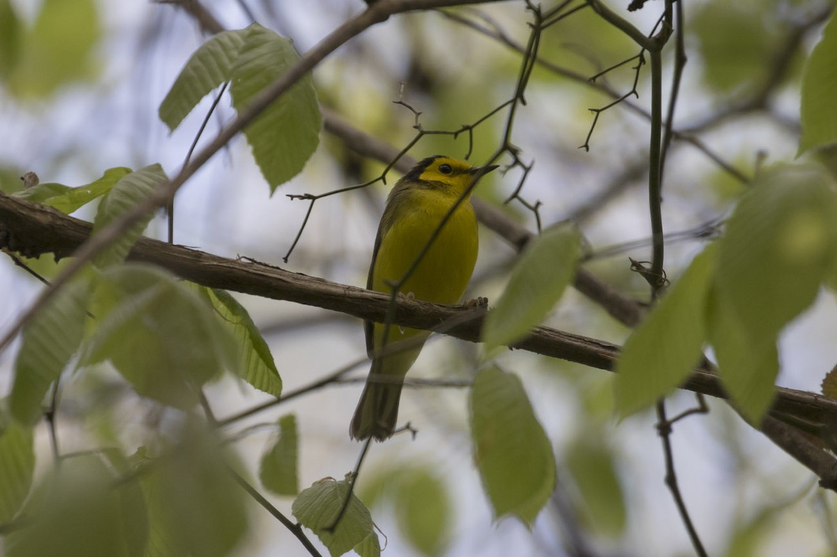Hooded Warbler - Michael Todd