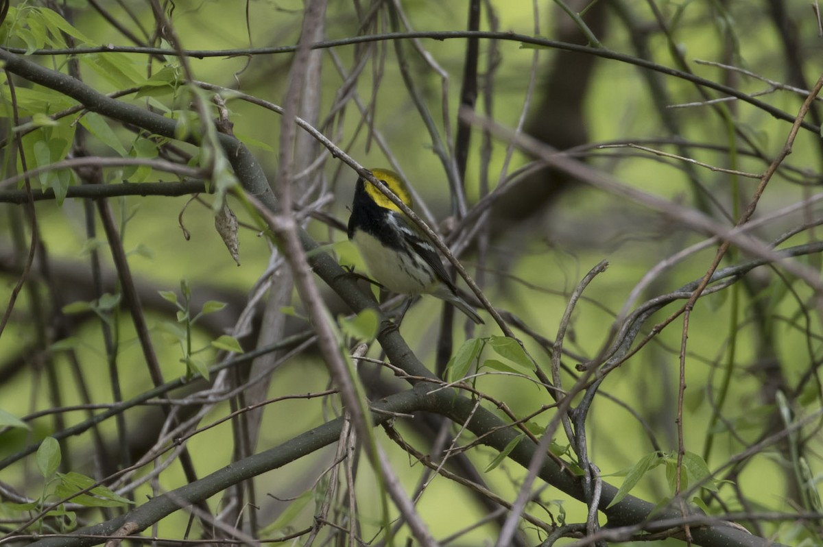 Black-throated Green Warbler - Michael Todd