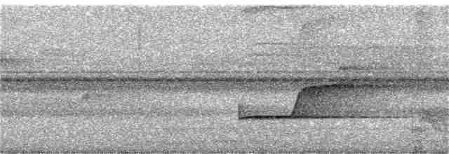 Gray-tailed Piha - ML95252091