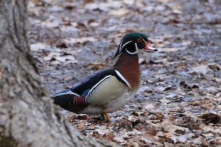 Wood Duck, ML95253221