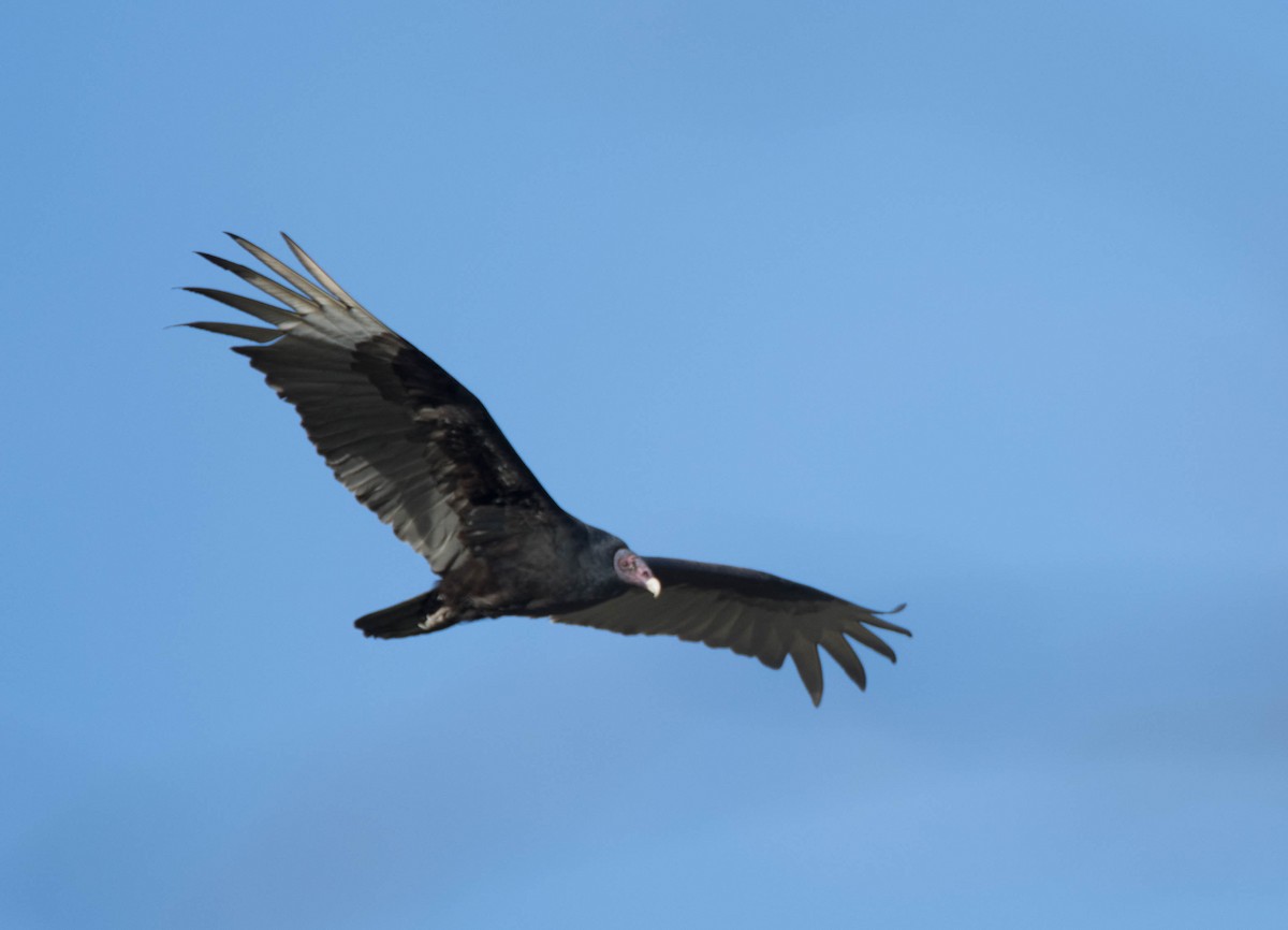 Turkey Vulture - Jordan Broadhead