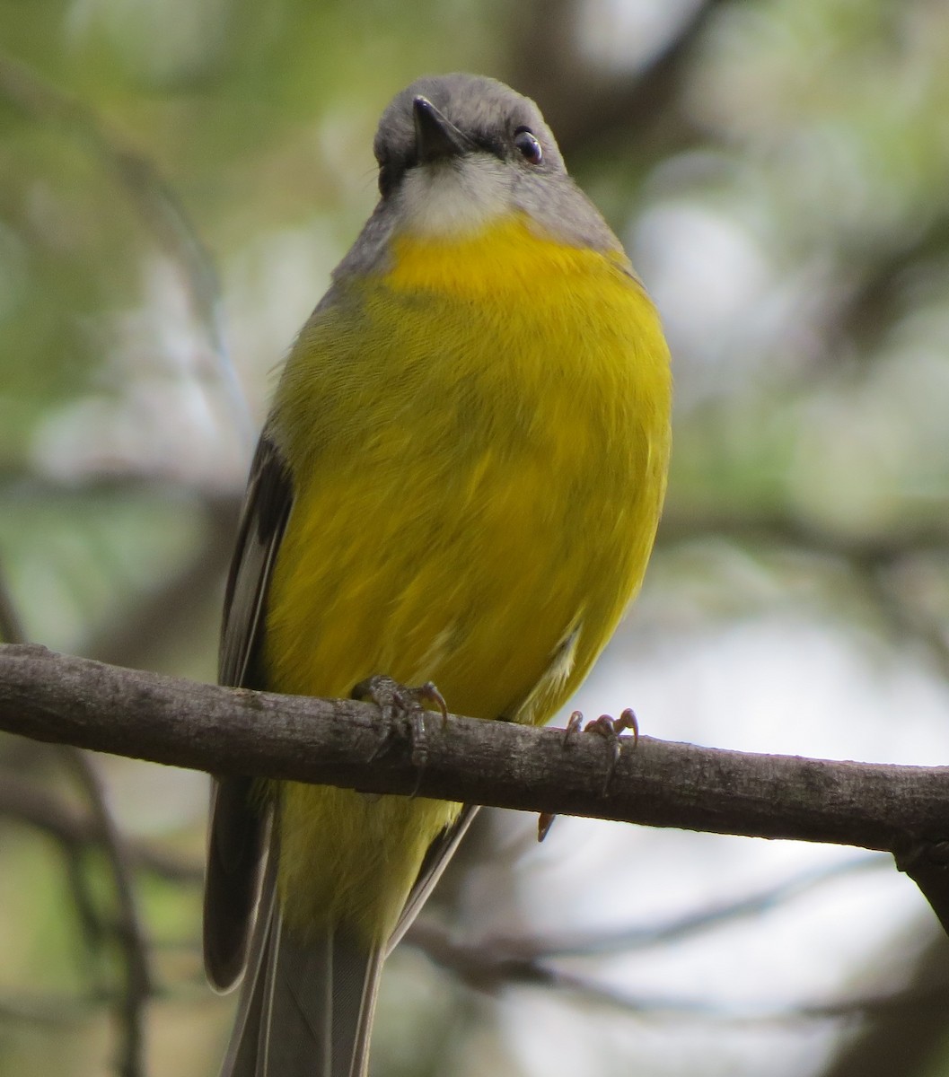 Eastern Yellow Robin - Sandra Henderson