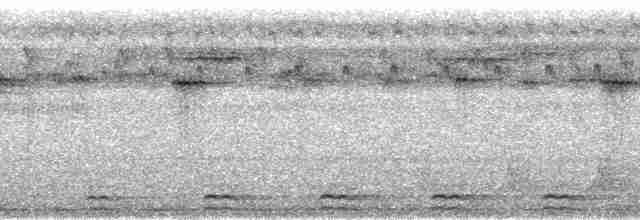madagaskarugle (madagascariensis) - ML95262