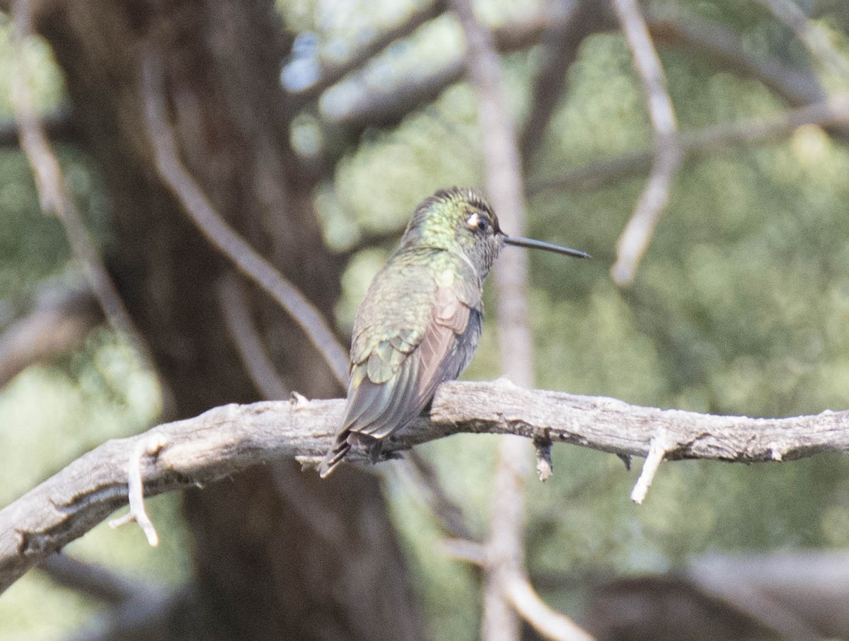 Rivoli's Hummingbird - Jordan Broadhead