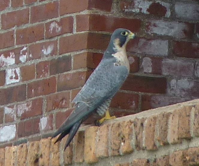 Peregrine Falcon - Bill Pranty