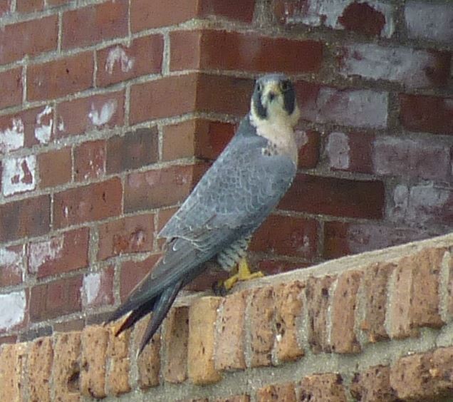 Peregrine Falcon - Bill Pranty