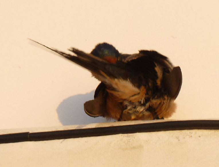 Barn Swallow - Bill Pranty
