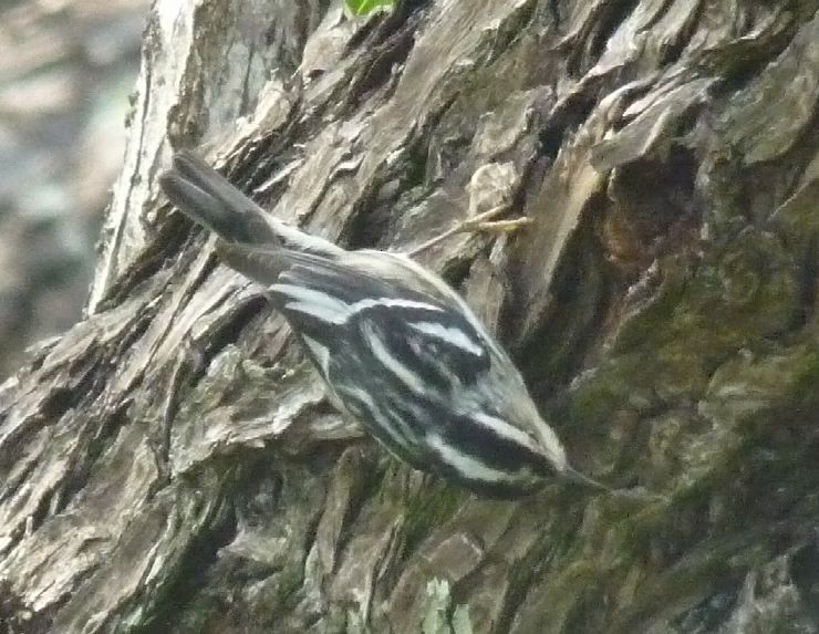 Black-and-white Warbler - ML95268161