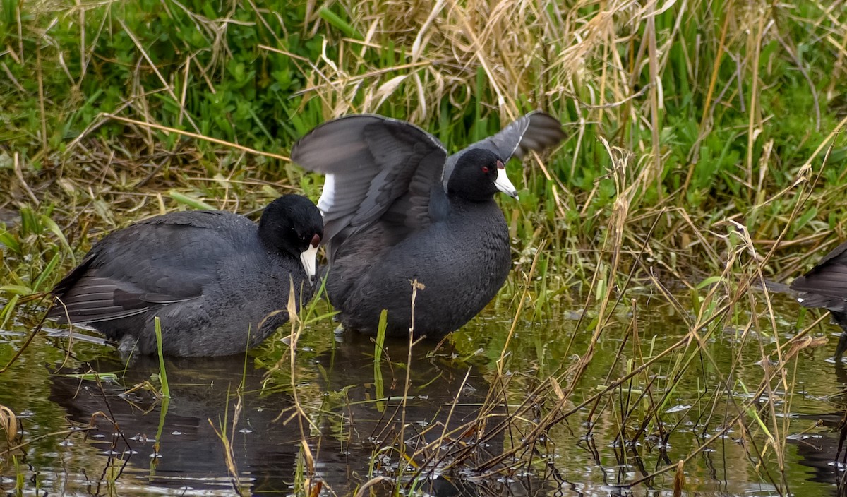 American Coot (Red-shielded) - ML95268481