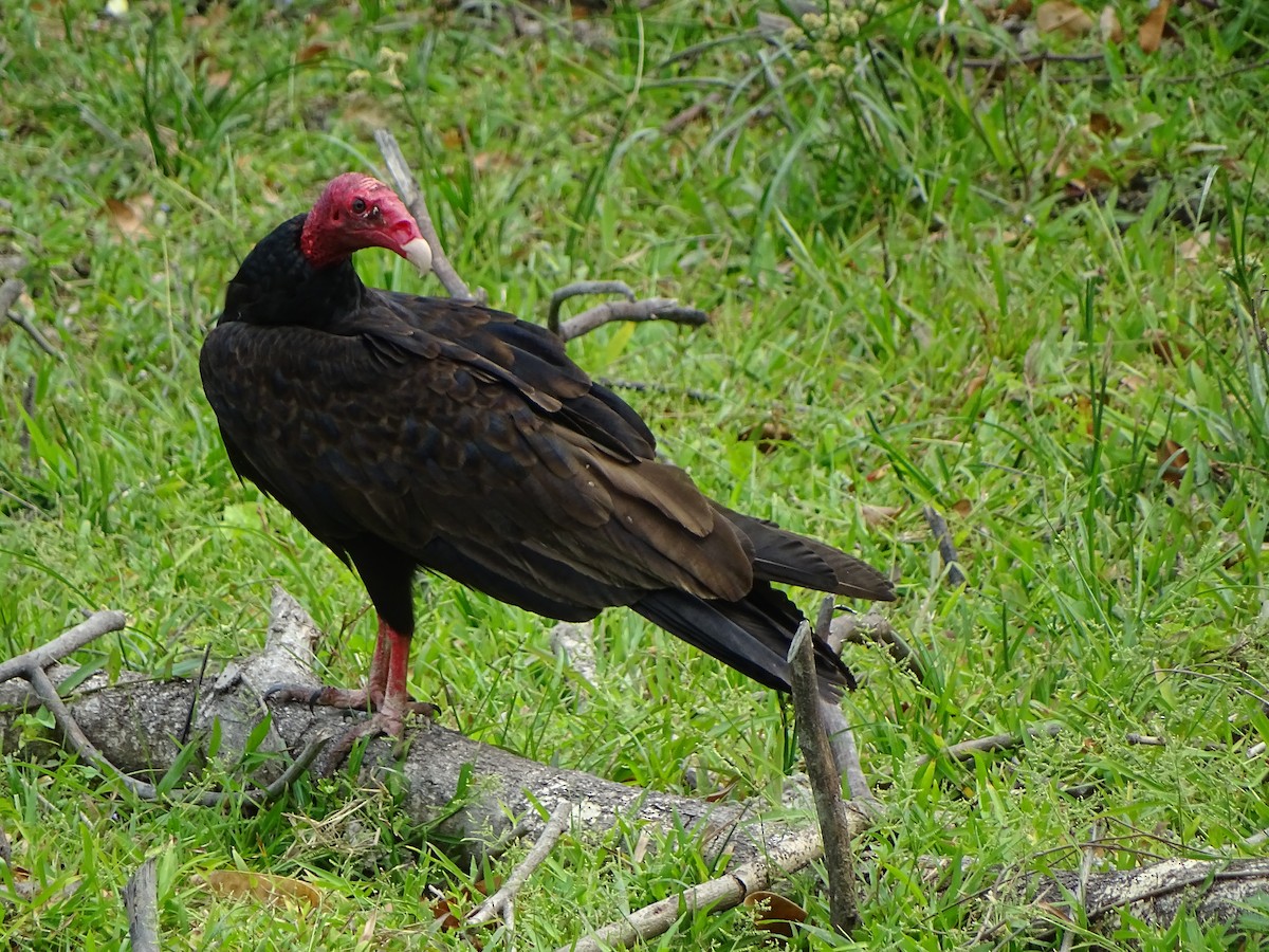 Turkey Vulture - ML95271801