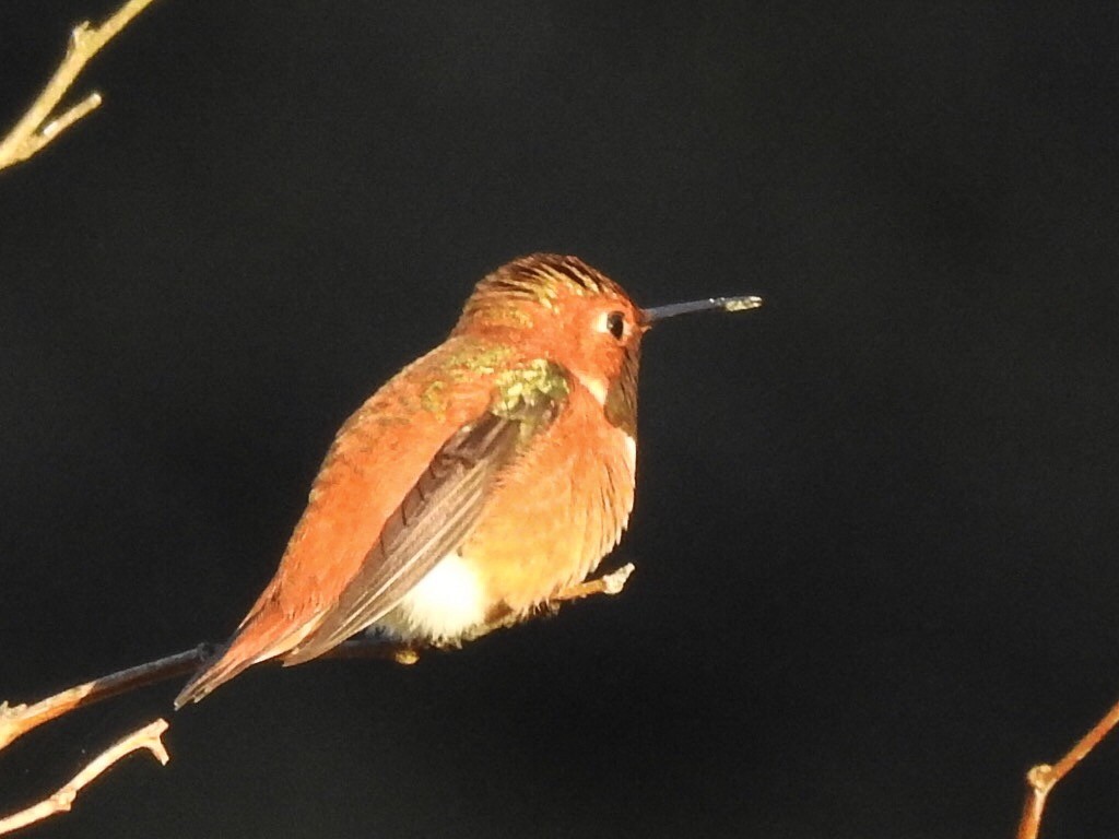 Rufous Hummingbird - ML95272371