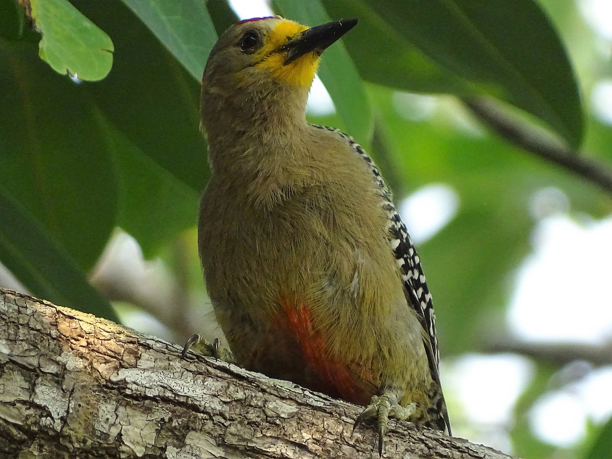 Yucatan Woodpecker - ML95272741
