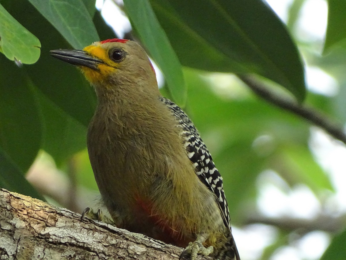 Yucatan Woodpecker - ML95272851
