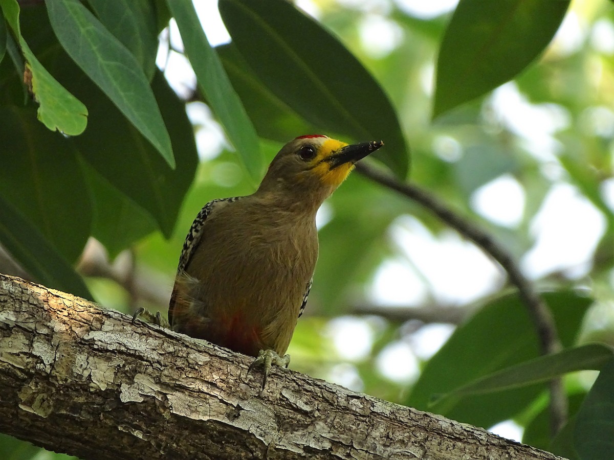 Yucatan Woodpecker - Alfonso Auerbach