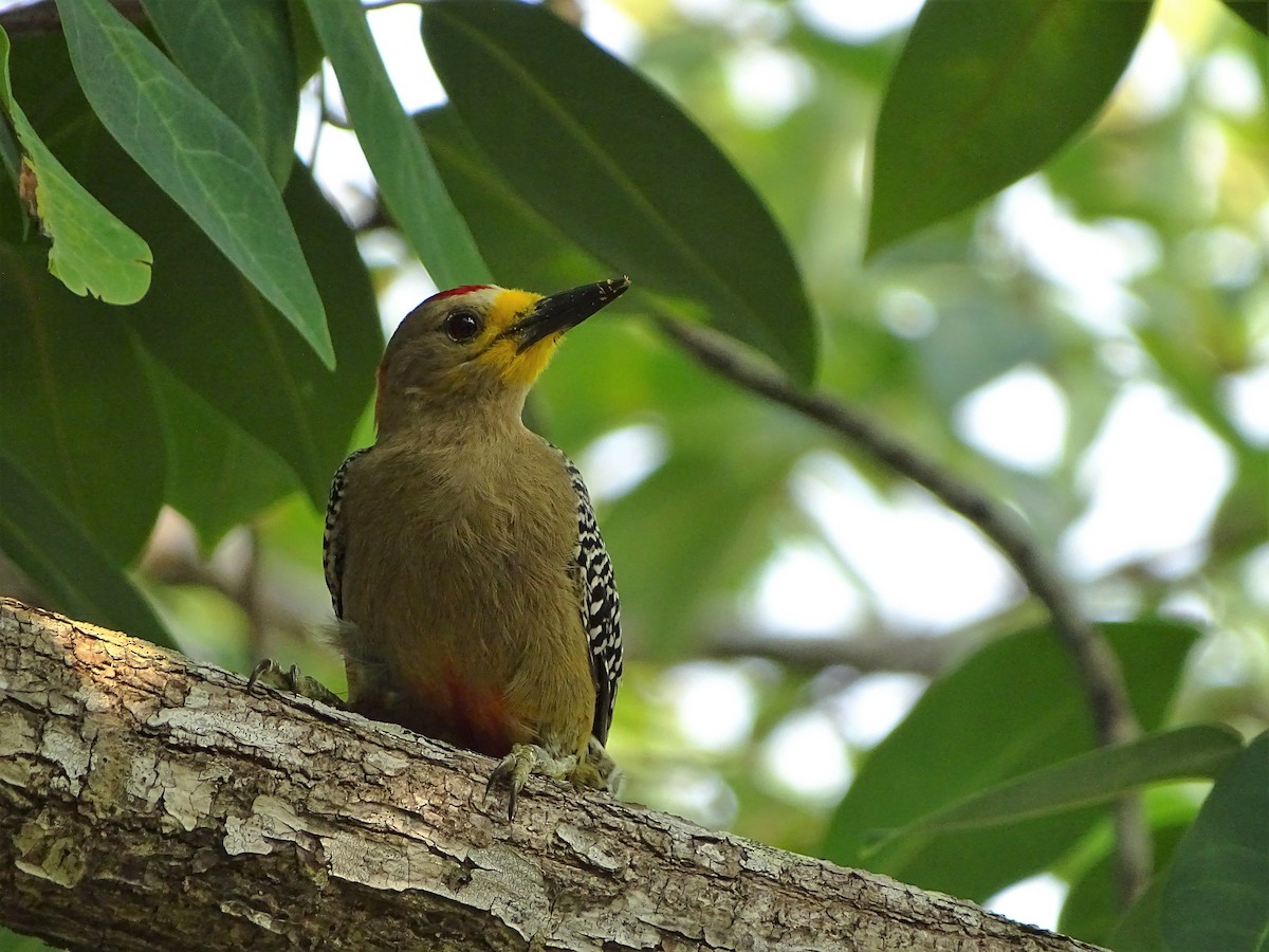Yucatan Woodpecker - ML95272891