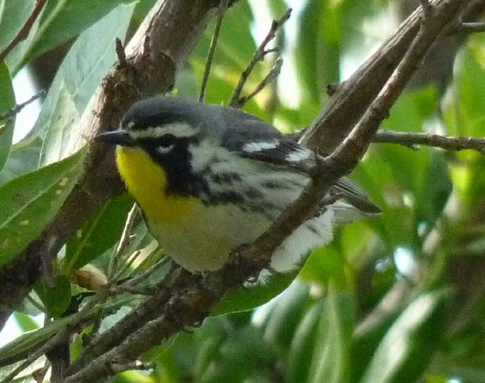 Yellow-throated Warbler (albilora) - Bill Pranty