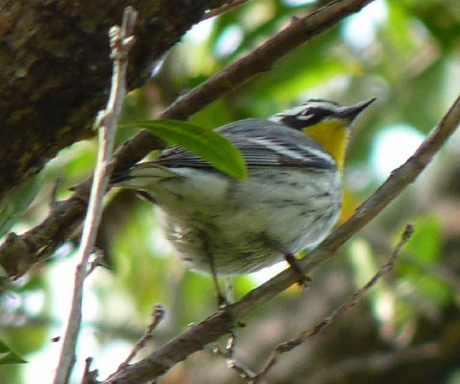 Yellow-throated Warbler (albilora) - Bill Pranty